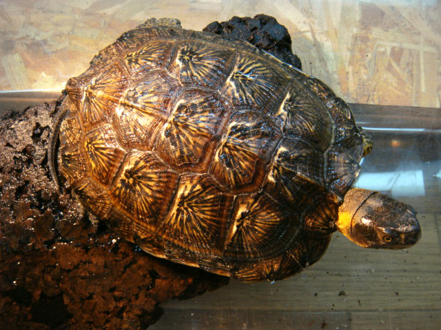 モリイシガメ(9)