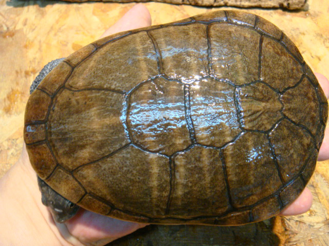 ライマンナガクビガメ