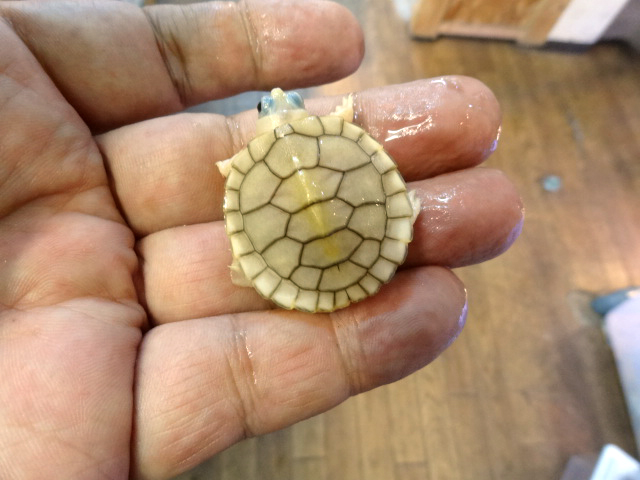 ミシシッピアカミミガメ(2)