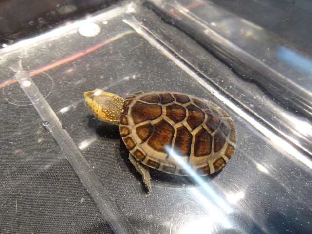 シロクチドロガメ(5)