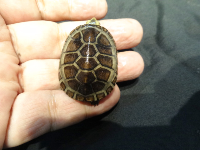 シロクチドロガメ(6)