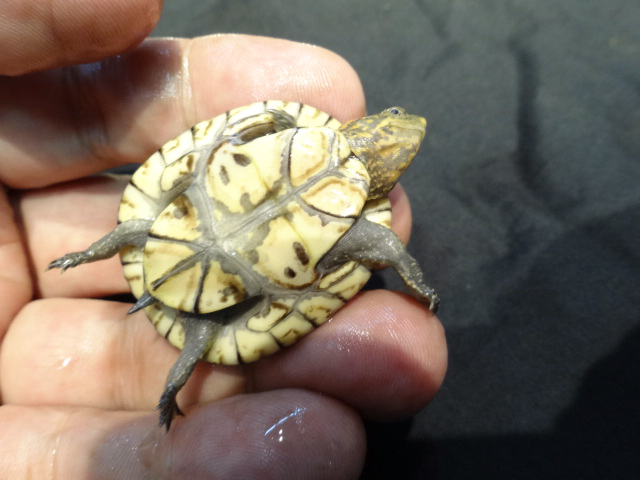 シロクチドロガメ(7)