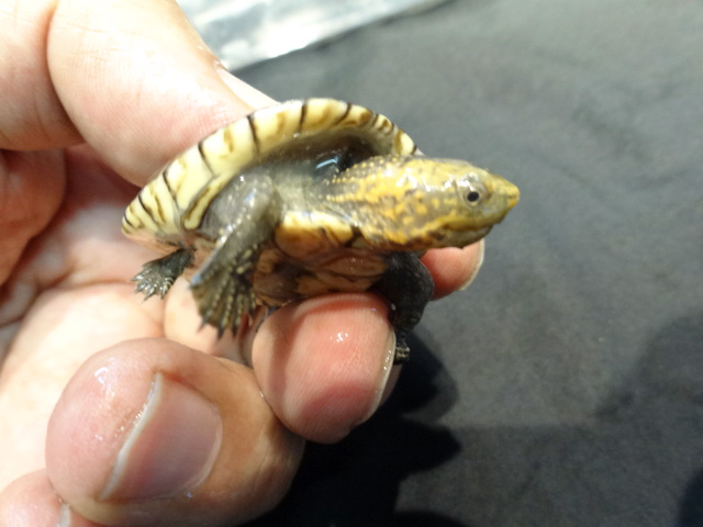 シロクチドロガメ(8)