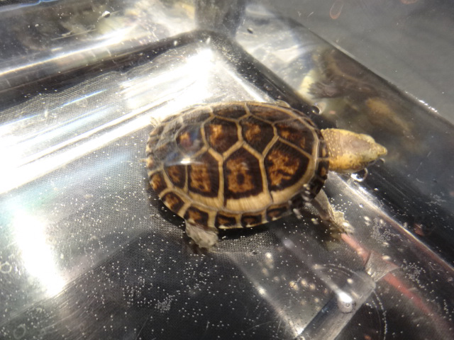 シロクチドロガメ(9)