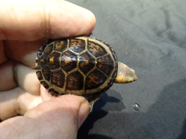 シロクチドロガメ(10)