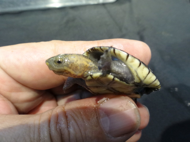 シロクチドロガメ(11)