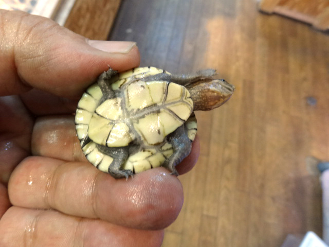 シロクチドロガメ(12)