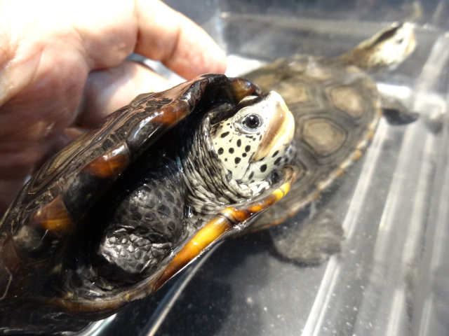 ミシシッピダイヤモンドバックテラピン(2)