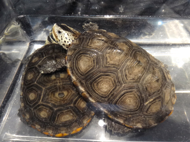 ミシシッピダイヤモンドバックテラピン(3)