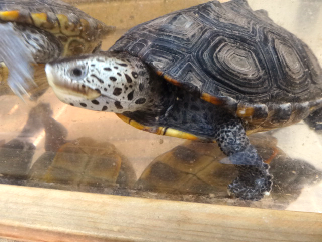 ミシシッピダイヤモンドバックテラピン(4)