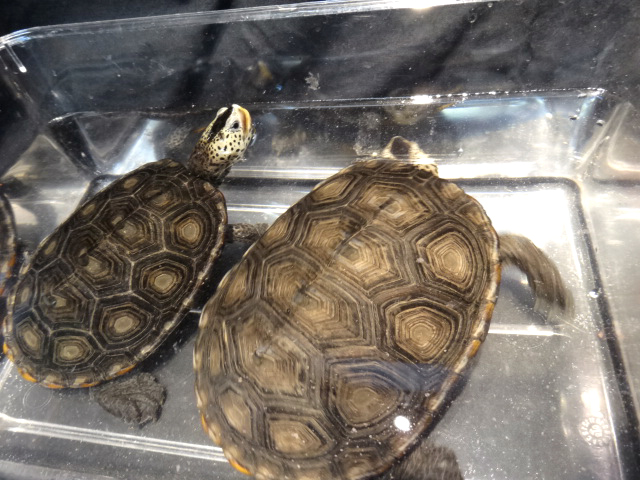 ミシシッピダイヤモンドバックテラピン(5)