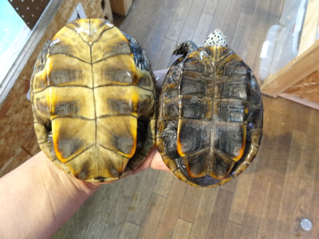 ミシシッピダイヤモンドバックテラピン(6)