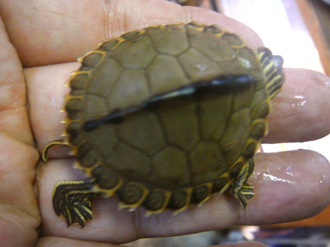 ギボンチズガメ(3)