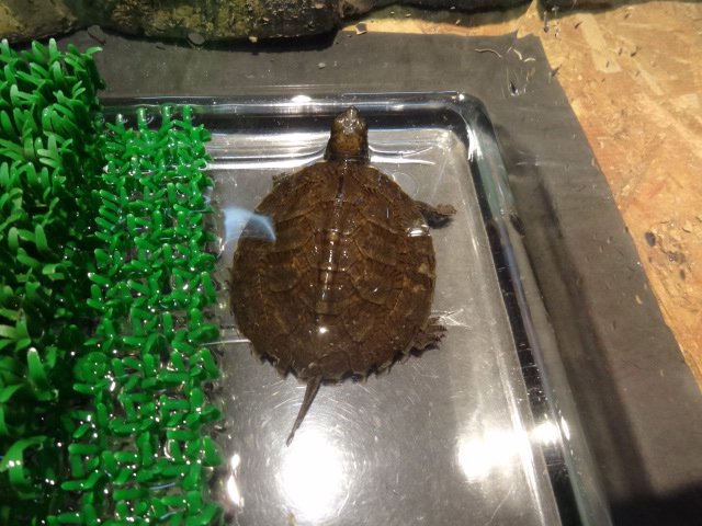 ミナミクロハラマルガメ