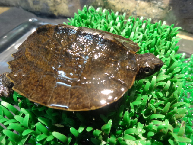 ミナミクロハラマルガメ(2)