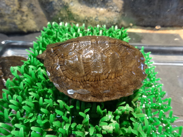 ミナミクロハラマルガメ(3)