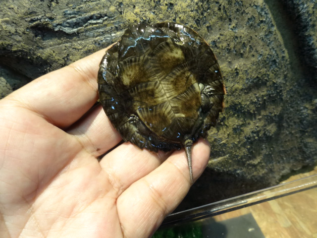 ミナミクロハラマルガメ(4)
