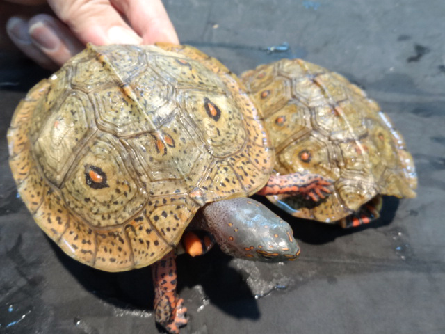 メキシコアカスジヤマガメ(9)