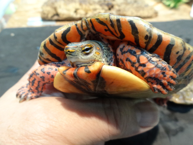 メキシコアカスジヤマガメ(12)