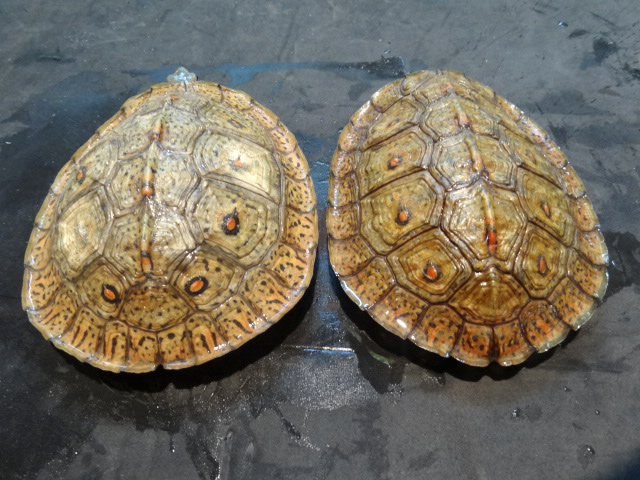 メキシコアカスジヤマガメ(7)