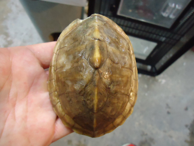 キバラセタカガメ(1)