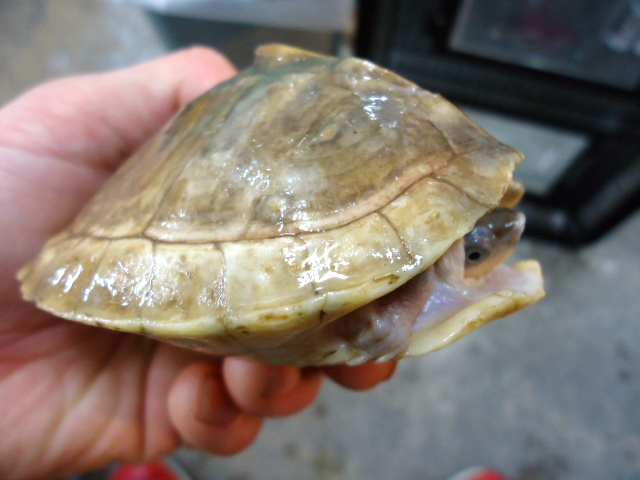 キバラセタカガメ(2)