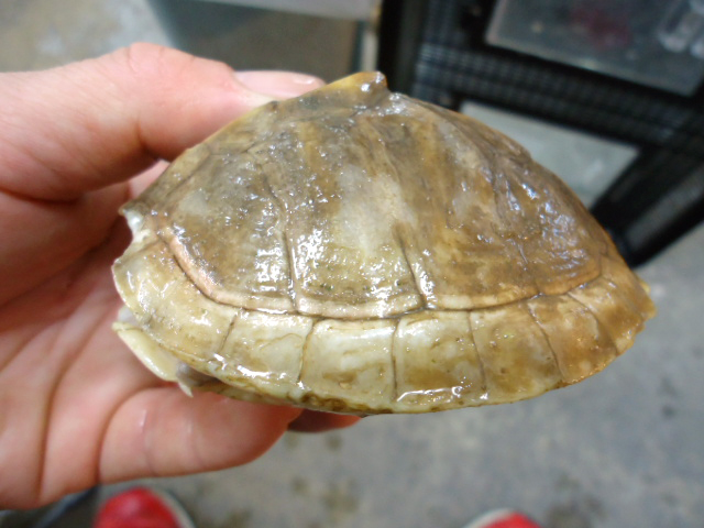 キバラセタカガメ(3)