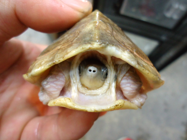 キバラセタカガメ(4)