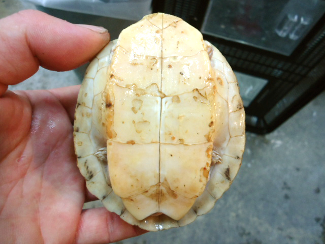 キバラセタカガメ(6)