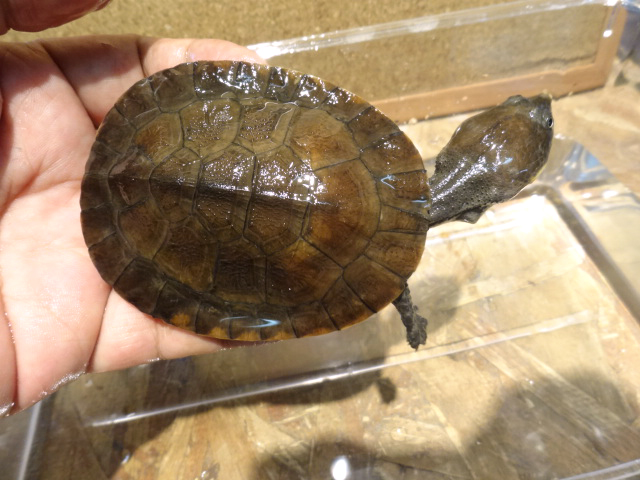 ナスタカエルガメ(5)