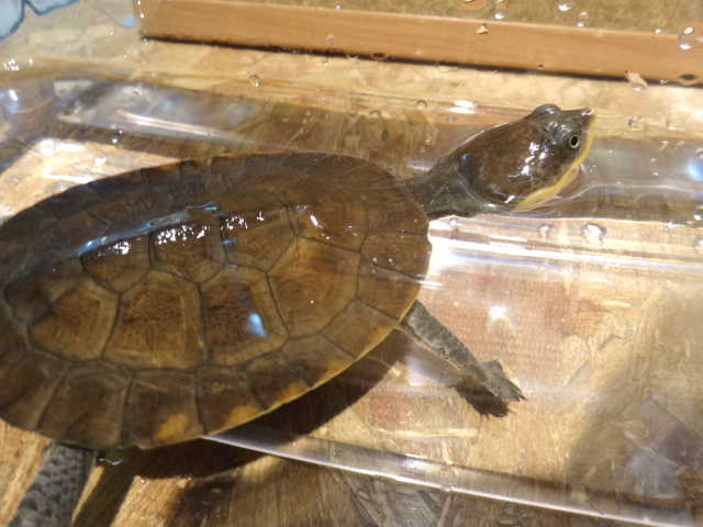 ナスタカエルガメ(6)