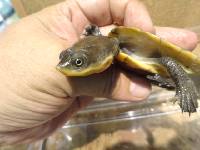 ナスタカエルガメ(7)