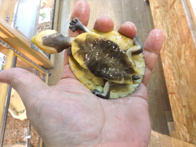 ナスタカエルガメ(8)