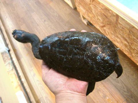 コウホソナガクビガメ