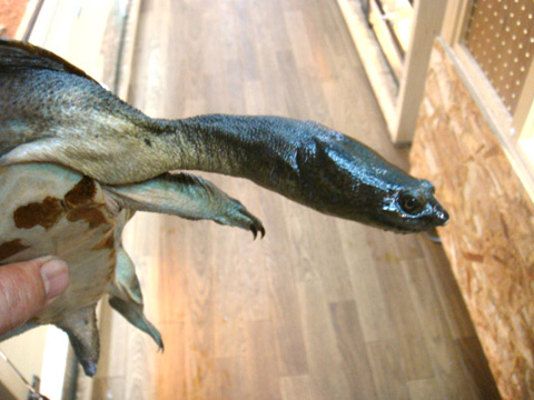 コウホソナガクビガメ(2)