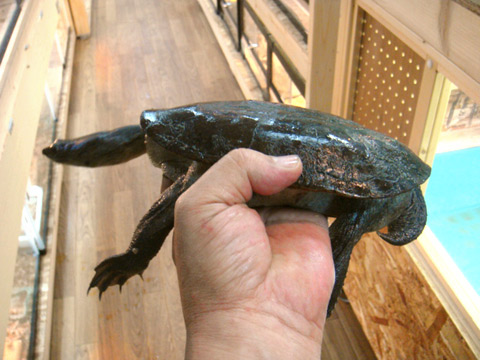 コウホソナガクビガメ(3)