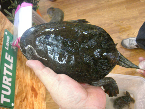 コウホソナガクビガメ(4)