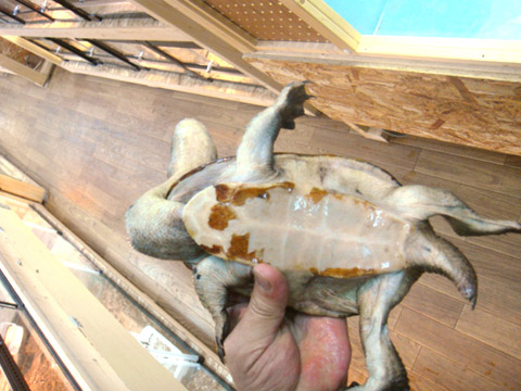 コウホソナガクビガメ(5)