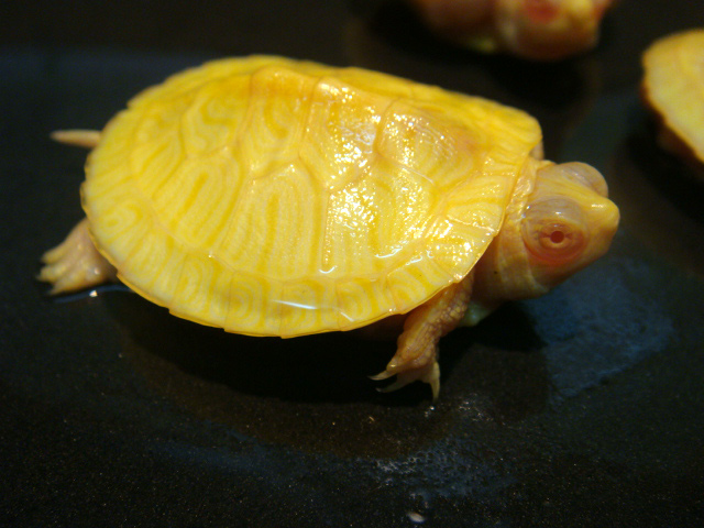 ミシシッピアカミミガメ(6)