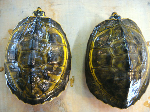 インダスカンムリガメ(5)