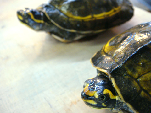 インダスカンムリガメ(6)