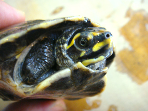 インダスカンムリガメ(7)