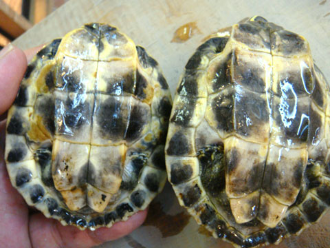 インダスカンムリガメ(8)