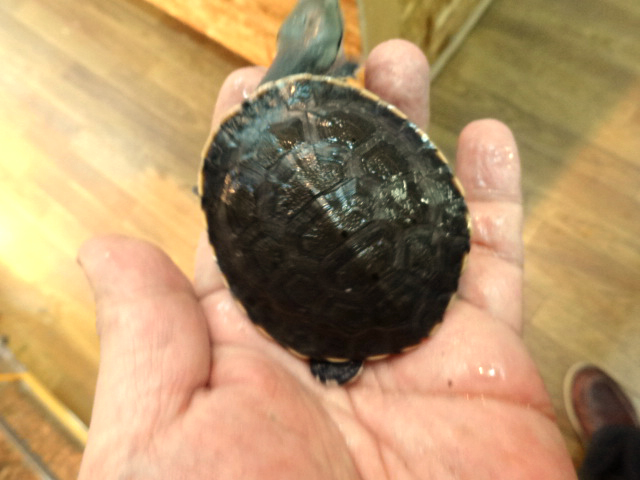 ヒラリーカエルガメ(9)