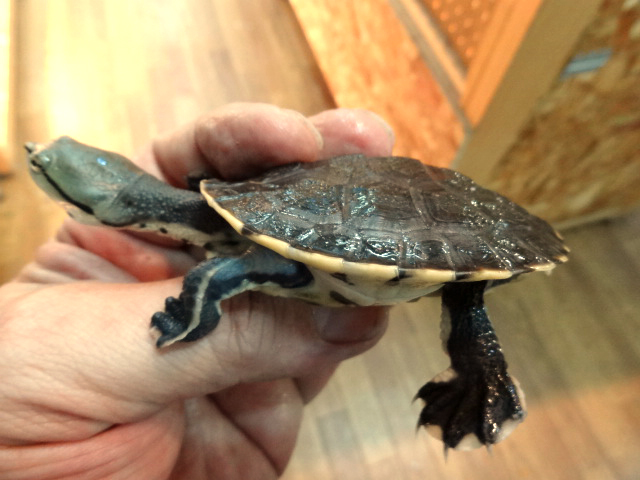 ヒラリーカエルガメ(10)