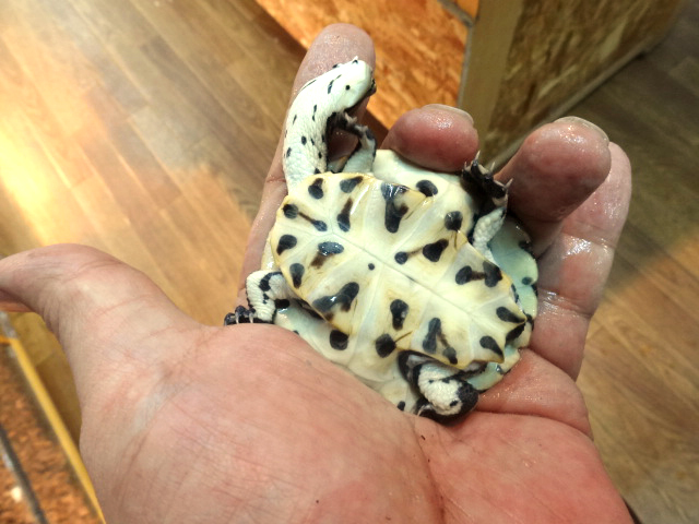 ヒラリーカエルガメ(11)