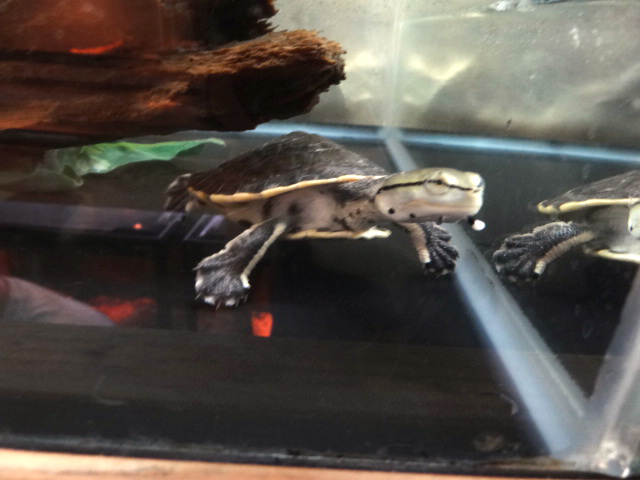 ヒラリーカエルガメ(12)