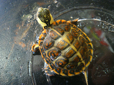 セスジニシキガメ(5)