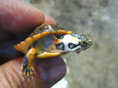 セスジニシキガメ(6)