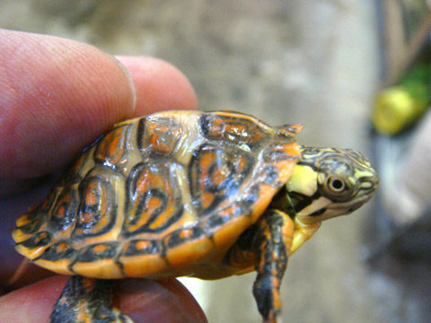 セスジニシキガメ(7)